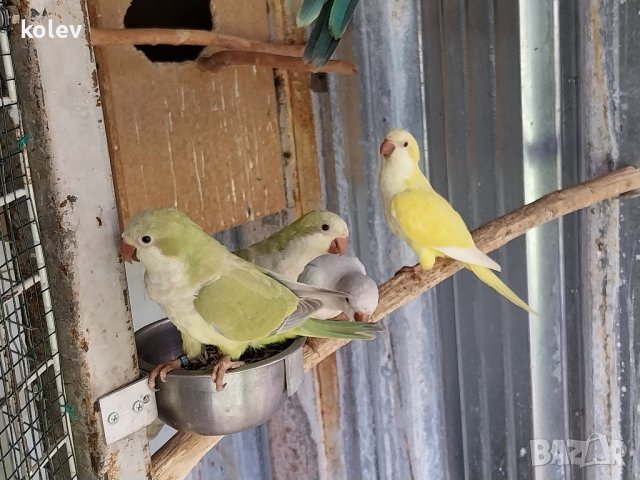 Ръчно хранени папагали монах  2023г , снимка 10 - Папагали - 40805832