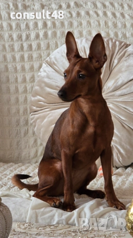 Продавам цверг пичнчер, снимка 2 - Пинчер - 54162714