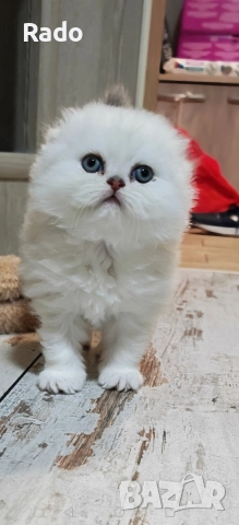 Клепоухи и правоухи сребърни чинчили , снимка 5 - Чинчили - 52890502