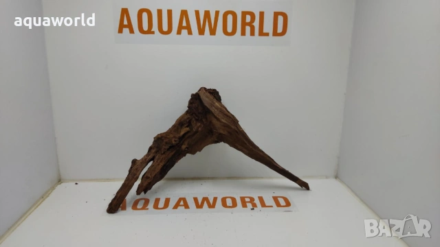 Мангров корен 12