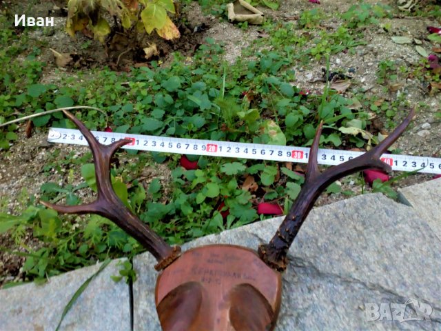 Трофей Рога Елен Сръндак на Стойка!, снимка 3 - Колекции - 30913880