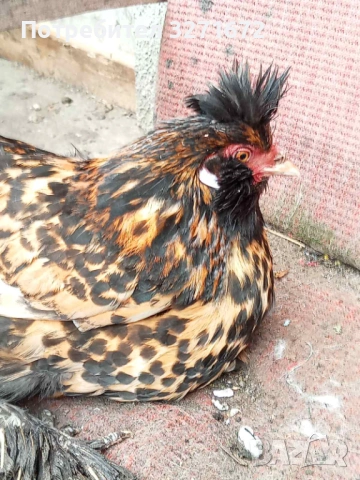 Оплодени яйца от павловска кокошка 