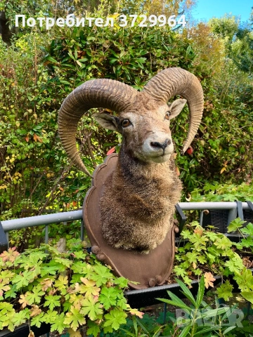 Трофеи от муфлони, снимка 3 - Други - 50464152