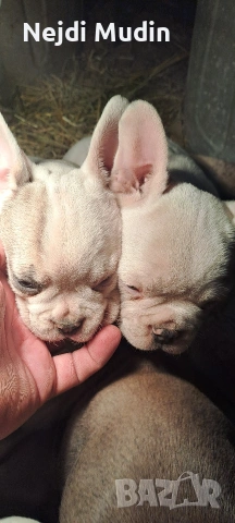 френски булдочета, снимка 14 - Френски булдог - 53112390