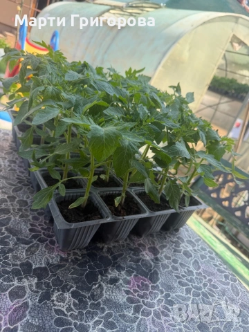 Разсад домати Нови Искър, снимка 3 - Разсади - 54352125