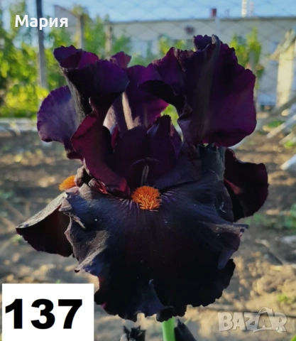 Сортови вискоки ириси /брадати ириси, снимка 2 - Сортови семена и луковици - 46410478