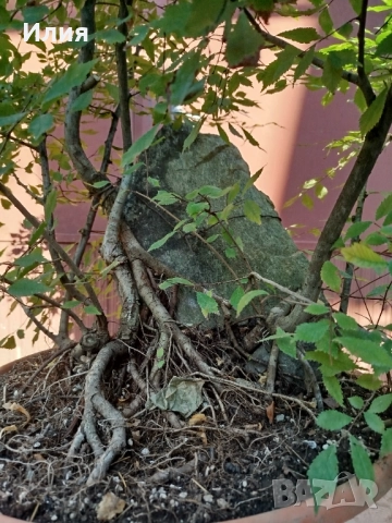 Бонсай заготовка тип гора от Бряст , снимка 9 - Градински цветя и растения - 51471172