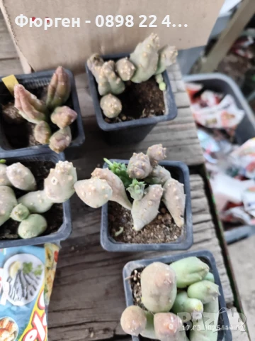 Стапелия - Налични 3 вида, снимка 4 - Разсади - 51010532