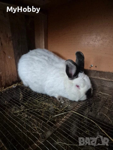 калифорнийски зайчета, снимка 4 - Други - 53063870