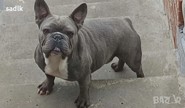 френски булдог 