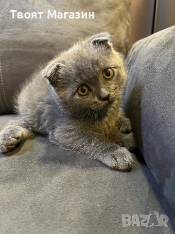 🐾 Търсим специален дом за едно специално коте!