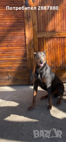 Мъжки доберман за разплод , снимка 2 - Доберман - 52238812