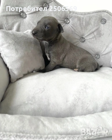 Продавам кученца италианска хрътка, снимка 13 - Хрътка - 53012848