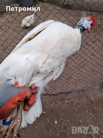 Мъжка токачка, снимка 3 - Кокошки и пуйки - 53055463