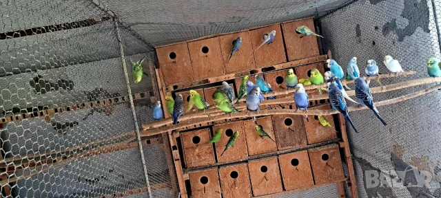 Вълнисти папагали