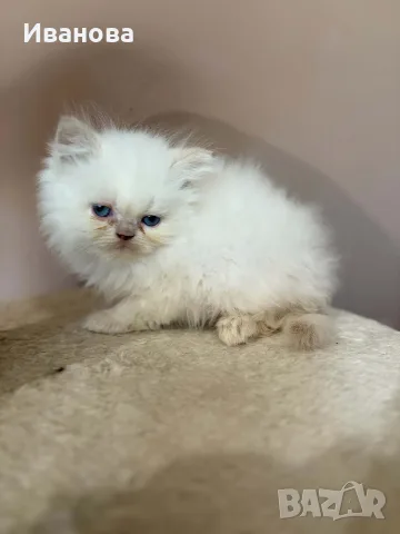 Персийско коте. , снимка 5 - Персийска - 56153471