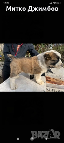 Кавказки вълкодави , снимка 2 - Други - 52867966