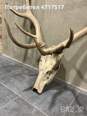 Еленски трофей, снимка 3 - Декорация за дома - 53939505