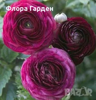 ЛУКОВИЦИ - Ирис, Анемоне, Алиум, Ранункулус - ПРЕДВАРИТЕЛНИ ПОРЪЧКИ, снимка 5 - Градински цветя и растения - 51036408