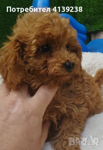 Той Пудел Poodle toy , снимка 3 - Пудели - 56532103