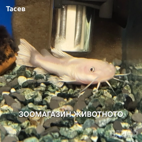 Бял червеноопашат сом 10см