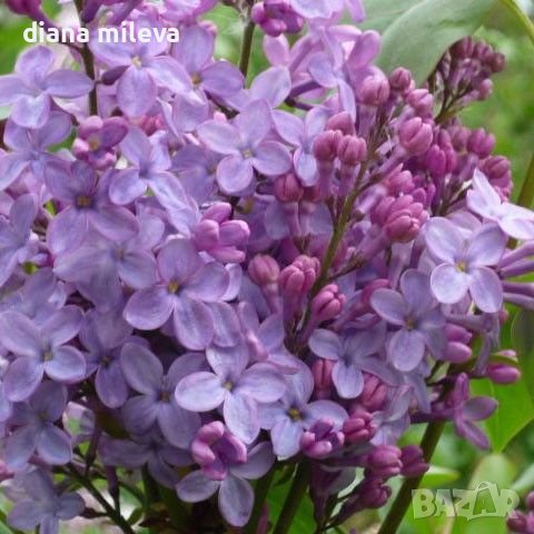 Люляк Аметист, Syringa Amethyst, снимка 4 - Градински цветя и растения - 39732719