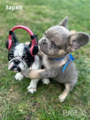 Френски булдог, снимка 6 - Френски булдог - 51228287