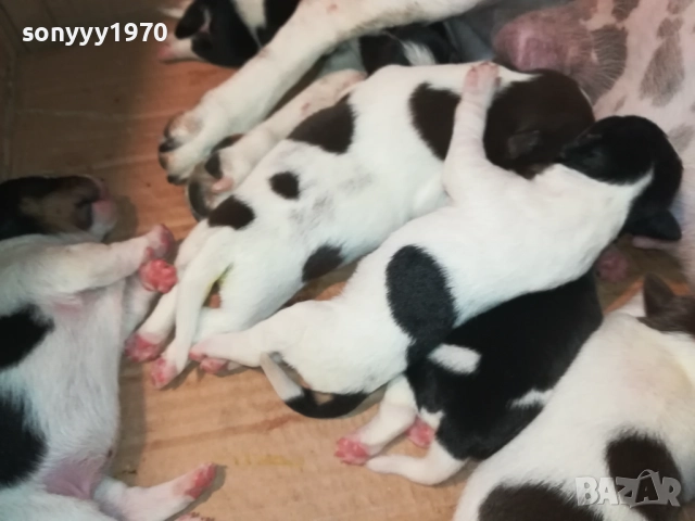 ДЖАК РЪСЕЛ 250ЛВ ЗА БРОЙ 2108251956, снимка 9 - Джак ръсел териер - 51446324