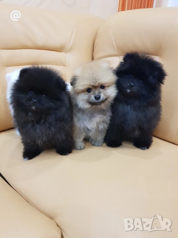 Померан померани Гр. София