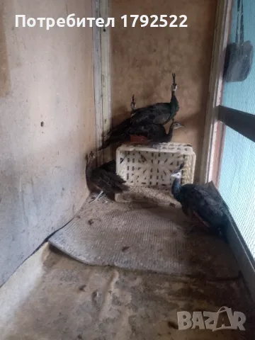 Зелени явайски пауни, снимка 2 - други­ - 56208434