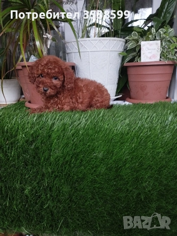 Мини Пуделчета., снимка 2 - Пудели - 52898082