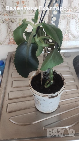 Каланхое дегреминтиана , снимка 5 - Стайни растения - 52956536