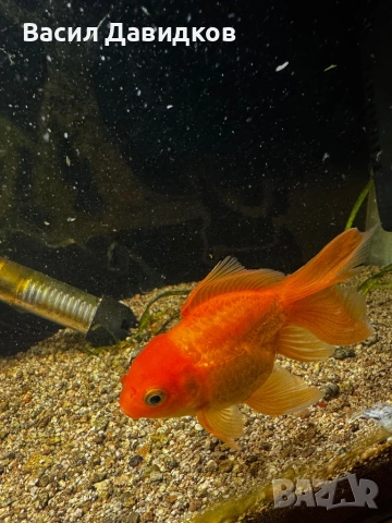 Златни риби принцеси Комети имам различни размери , снимка 12 - Рибки - 45372844