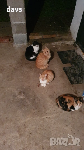 Дом за млади котета - остават сами на произвола на съдбата, снимка 9 - Други - 53050188