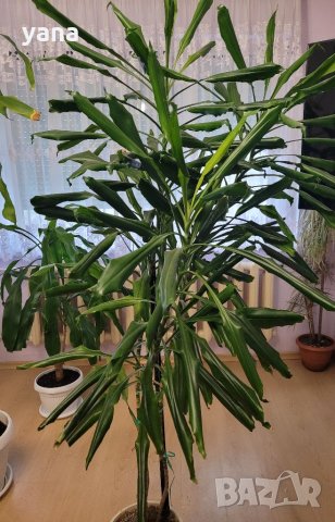 Драцена-фрагранс-палма , снимка 3 - Стайни растения - 34961601