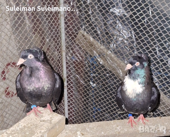 Двойка паламарски на глас 80 лв двойката