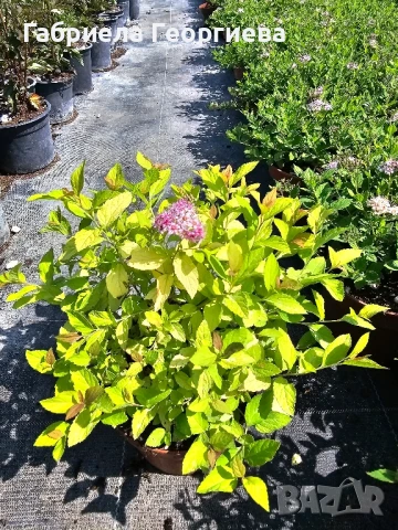 Спирея японика , снимка 5 - Градински цветя и растения - 50608840