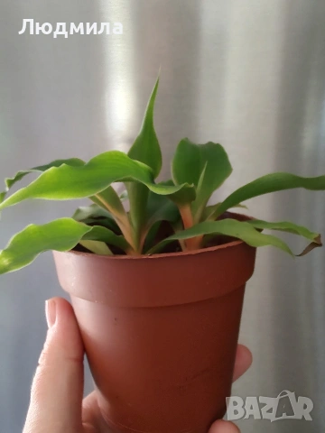 Хлорофитум Оранж Грин расад/Chlorophytum Orange Grimm, снимка 4 - Стайни растения - 51605298