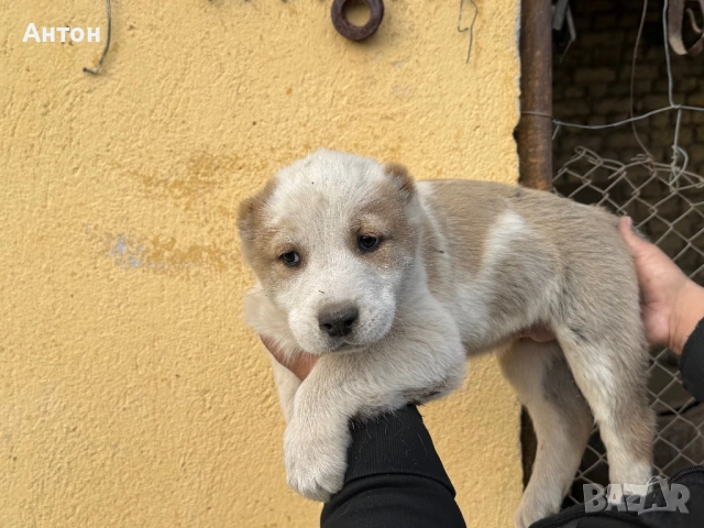 Алабай (Средно Азиатска овчарка), снимка 6 - Алабай - 52940508