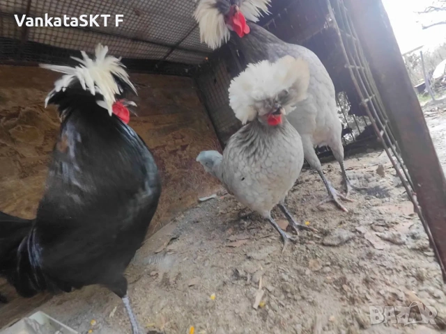 Холандски качулати, снимка 4 - Други животни - 53351768