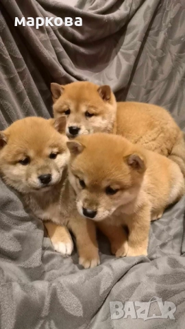 шиба ину, снимка 3 - Шиба ину - 52509787