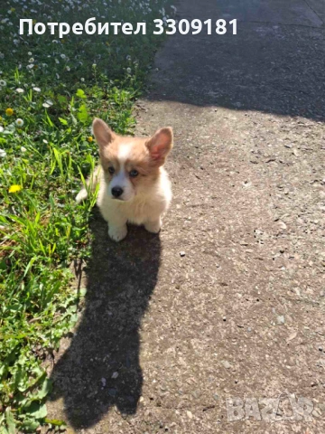Уелско Корги Пембруг , снимка 2 - Други - 54357091