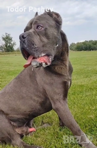Мъжко кане корсо за разплод, снимка 3 - Кане корсо - 53139274