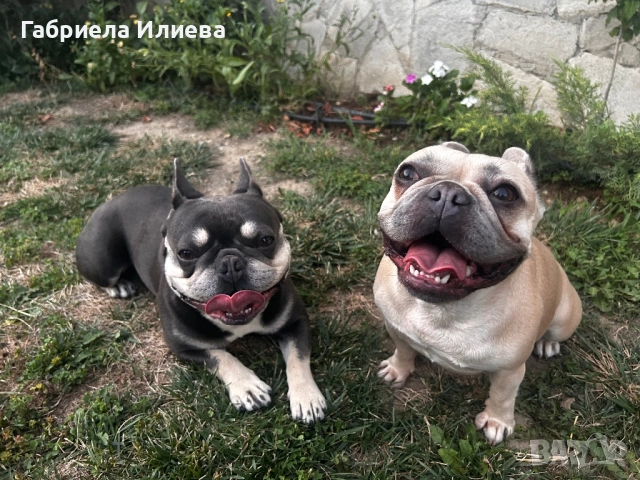 Чистокръвни френски булдочета, снимка 3 - Френски булдог - 52425579
