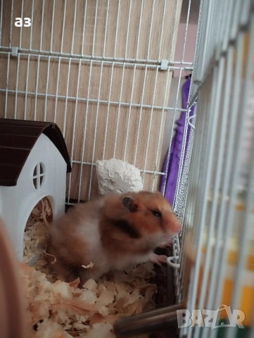 Продавам мъжки хамстер на 4 месеца , снимка 2 - Хамстери - 52533591