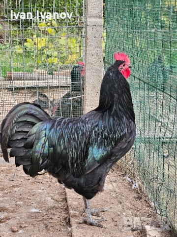 Австралорп,юнско петле  , снимка 3 - Кокошки и пуйки - 52139919