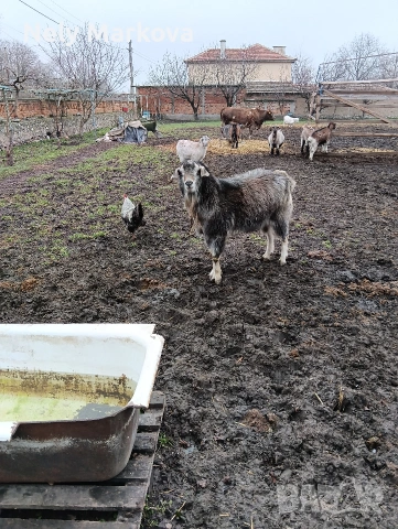 Продавам Пърч