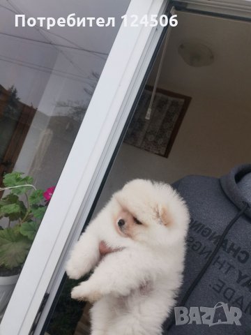 Померан, померанчета, снимка 9 - Померан - 35049070