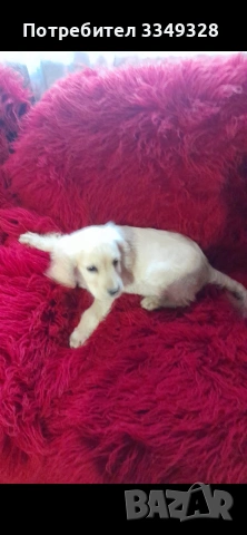 кокер шпаньоли