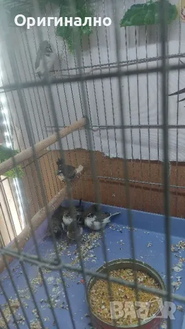 Амадини Канарчета , снимка 15 - Амадини - 49771329